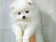 Adorable Chiot  petite femelle spitz allemand