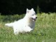 berger blanc suisse a donner