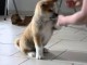 adorable chiot akita inu a donner