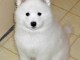 gentil chiot samoyede a donner