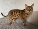 Chatons Bengal célèbres mâles et femelles pour adoption