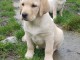      superbe chiots labrador