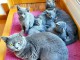 chaton chartreux disponible