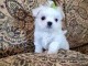 les chiots bichon maltais pour adoption