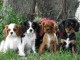Chiots Cavaliers King Charles