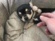 Urgent Chihuahua 3 mois et demi