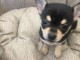 Urgent Chihuahua 3 mois et demi