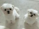 Merveilleux chiots bichon maltais pour adoption contre bon soin