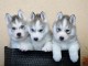 adorable chiots shushy de seberie dispinible de suite