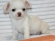 les chiots chihuahua pour adoption