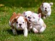 Chiots bouledogue anglais