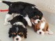 les chiots chavalier king charles pour adoption contre bon soin