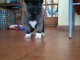 Merveilleux chiots  akita pour adoption contre bon soin