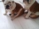 bouledogue anglais adorable