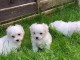 les chiots bichon maltais pour adoption