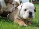 bouledogue anglais adorable