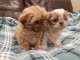 manifique chiots Shih Tzu disponible de suite