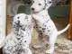 à donner contre bon soin chiot LOF race Dalmatien Pure