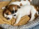 Les jolies chiots jack russel a donner contre bons soins.