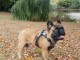 à donner contre bon soin chiot LOF race Bouledogue Français