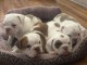 A donner  7 Adorables  Chiots bouledogue anglais lof