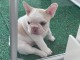 A donner  7 Adorables  Chiots bouledogue anglais lof