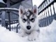 magnifique chiots husky siberien a adopter