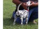 CHIOTS  DALMATIEN LOOF