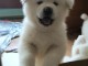 les chiots akita disponible