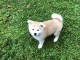 Notre chiot Akita Inu