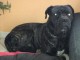 Chien 4 ans cane corso