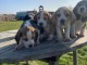   Bb Chiots Beagle lof POUR COMPAGNIE