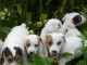 Sublimes Chiots Jack Russel Pure Race