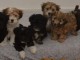 Superbes Chiots Bichon Havanais Pure Race