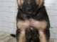 CHIOTS BERGER ALLEMAND A DONNER