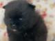 4 Adorables bébés spitz pomeraniens