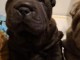 Chiots shar-pei A DONNER 