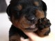  Chiots Rottweiler A DONNER 