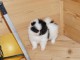 Chiot spitz nain disponible 