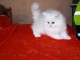 Chaton persan chinchilla blanc a donner âgée de 3 mois 