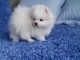 Adorable chiot Spitz nains a donner