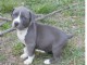 Chiot American staffordshire terrier