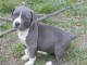 Chiot American staffordshire terrier