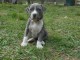 Chiot American staffordshire terrier