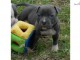 Chiot American staffordshire terrier