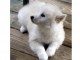 magnifique chiot spitz FEMELLE