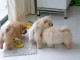 Magnifiques Chiots Chow Chow Pure Race Pedigree