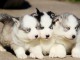 Superbes Chiots Siberian Husky Pure Race