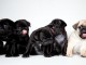 Magnifiques Chiots Carlin Pure Race 