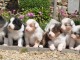 Magnifiques Chiots Berger Australien Pure Race